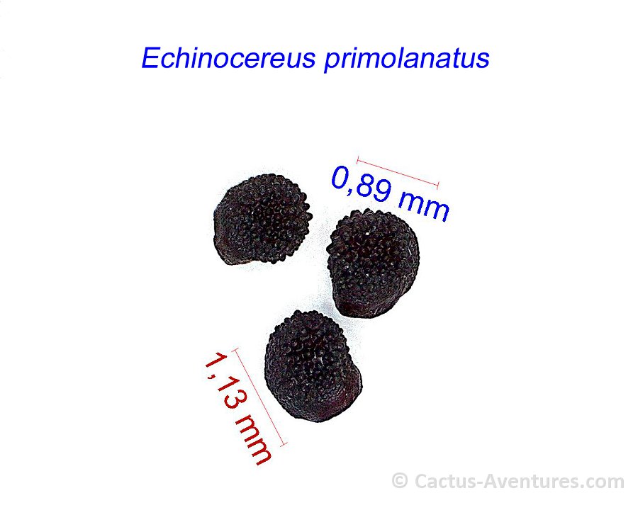 Echinocereus primolanatus SB1037 JM